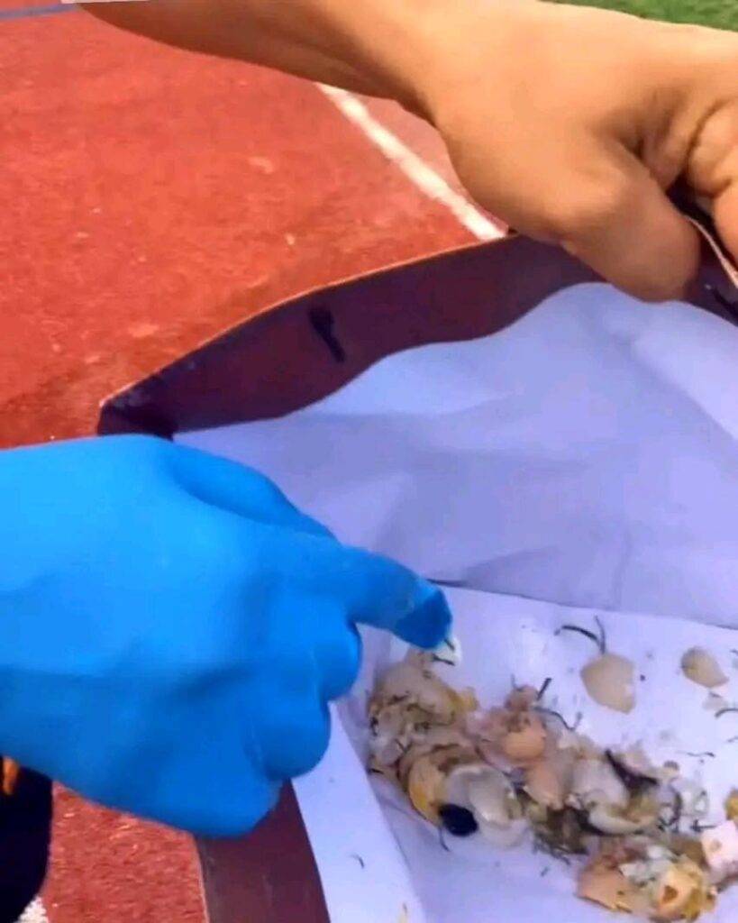 نهضة بركان